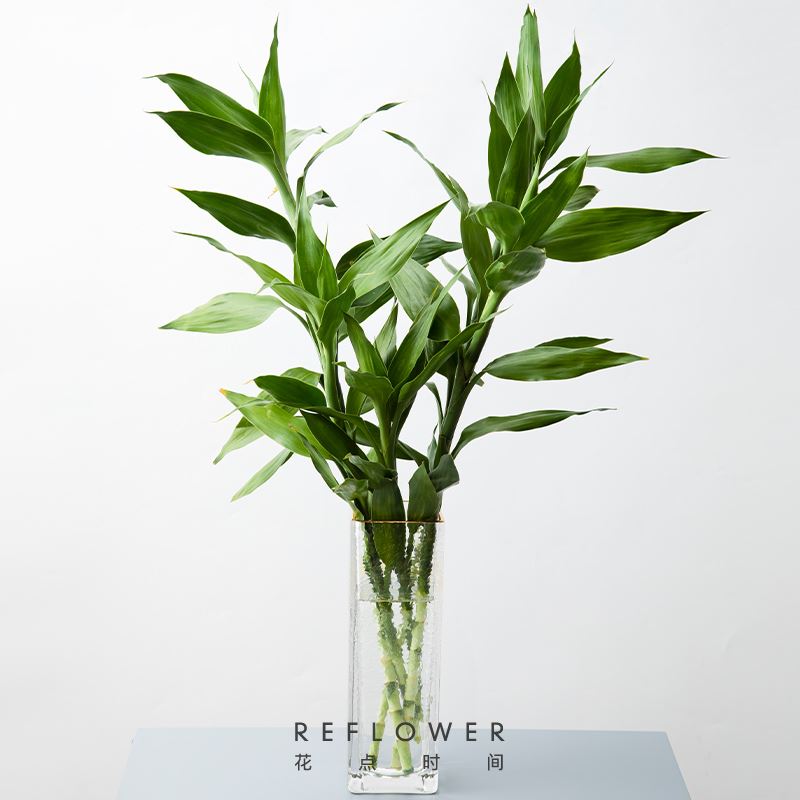 花点时间设计师款花束-竹报平安
